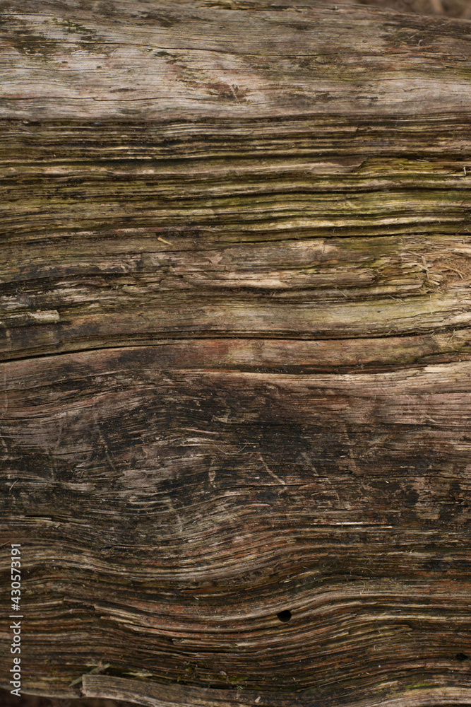 Old, seasoned wood gnarled texture. Perfect rural, natural background.
