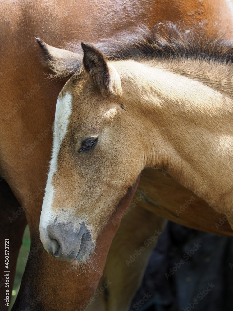 Fototapeta premium Welsh Pony Foal