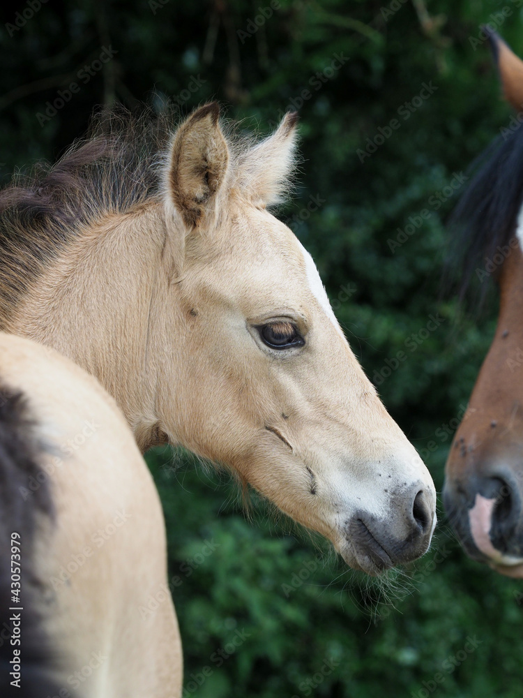 Fototapeta premium Welsh Pony Foal