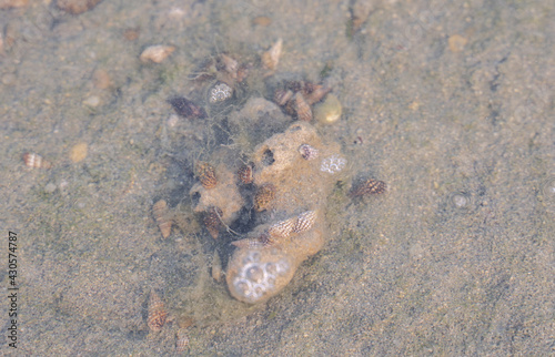Living sea shells on coral in wakrah beach qatar