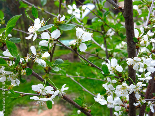 young cherry tree blooms in early spring in the garden