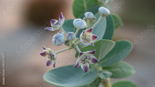 Freshly Blossomed Calotropis Gigantia or Calotropis procera flowers in Qatar during the beginning of winter season morning time. photo