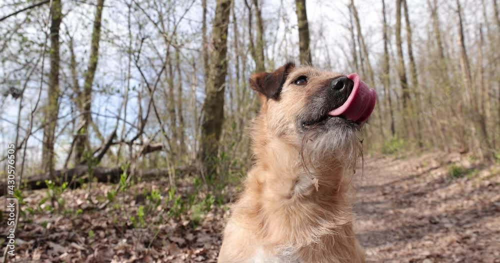 Slow motion close up of a playful terrier dog is looking in the camera with the tongue outside Slow motion close up of a playful terrier dog is looking in the camera with the tongue outside