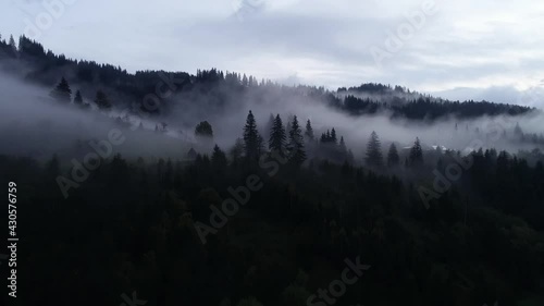 Flying Over Misty Forest at Carpathian Mountains. Wood fog nature wild mist magic dark morning. Rain weather mountains misty fog pine tree forest. Mountain village Dzembronya, Ukraine. High contrast.