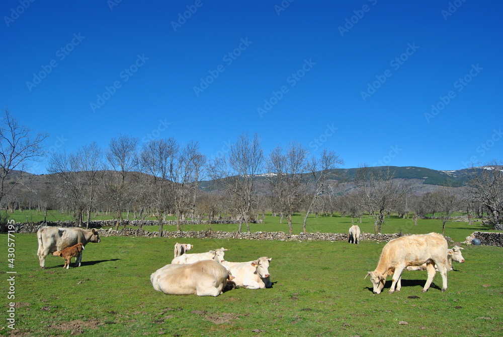 Fototapeta premium Cows and calves nursing in country in sunny day