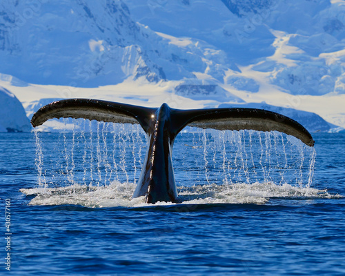 A Humpback Whale reveals its fluke as it dives deep into Wilhelmina Bay, Antarctica