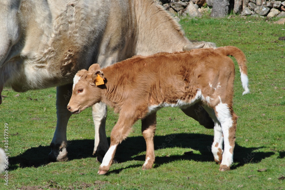 Cows and calves nursing in country in sunny day Cows and calves nursing in country in sunny day