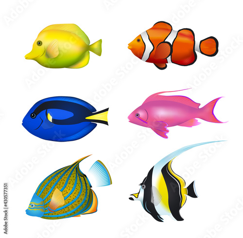 Tropical Fishes Set. Zebrasoma, Clownfish, Blue Tang, Lyretail Anthias, Angelfish, Moorish Idol Vector Illustration Set.