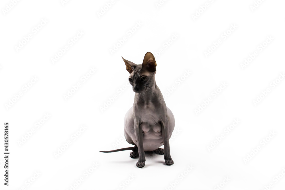 Sphynx pregnant cat. Beautiful gray hairless sphynx cat sit