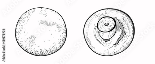 A large champignon mushroom drawn from two angles - with a hat and a leg up. Vector illustration in the style of linear sketch, engraving. Close up, isolate on white background. EPS 10.