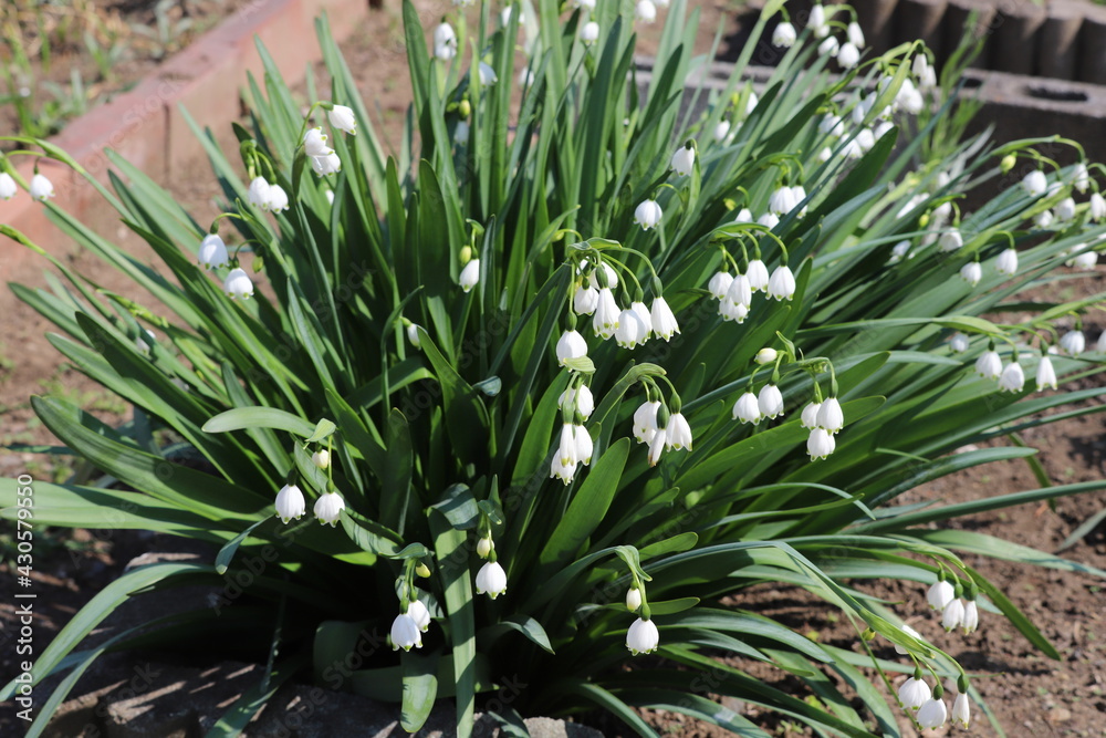Obraz premium 春の花壇に咲くスノーフレークの白い花