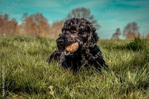 Goldendoodle mit Ball 