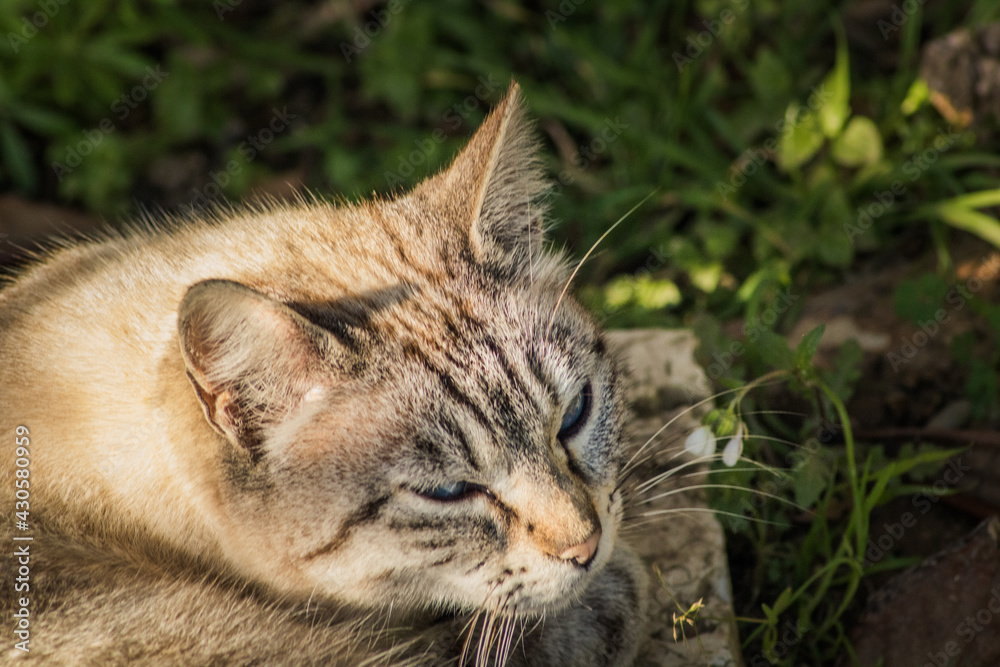 gato