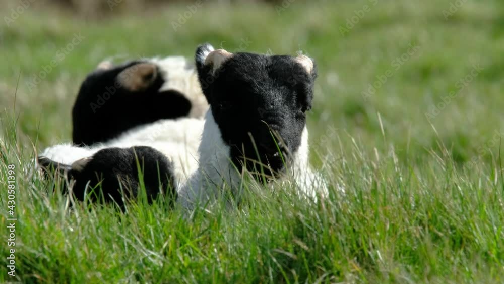 A blackface sheep lamb resting in a field in County Donegal - Ireland A blackface sheep lamb resting in a field in County Donegal - Ireland
