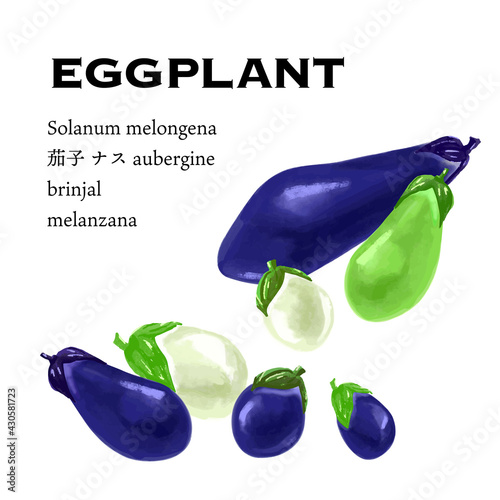 人気の夏野菜 茄子の色々な品種バリエーションベクターイラスト