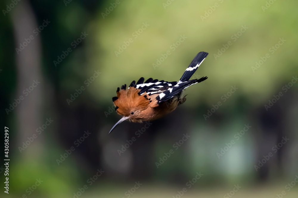 Close-up of hoopoe (Upupa epops) flying away from the nest. Bird with orange head and body, black and white striped wings. Close-up of hoopoe (Upupa epops) flying away from the nest. Bird with orange head and body, black and white striped wings.