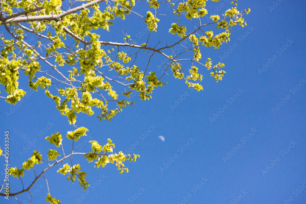 tree green and sky blue tree green and sky blue
