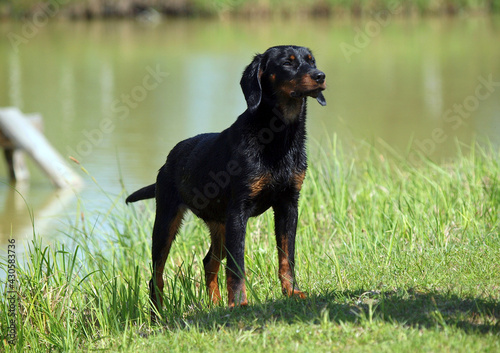 Young female of the breed  Slovakian Hound on the shore of the lake