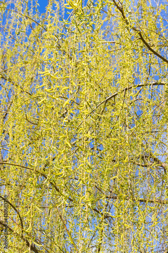 Weeping willow branches in spring  young leaves and flowers  sunny day outdoors  background