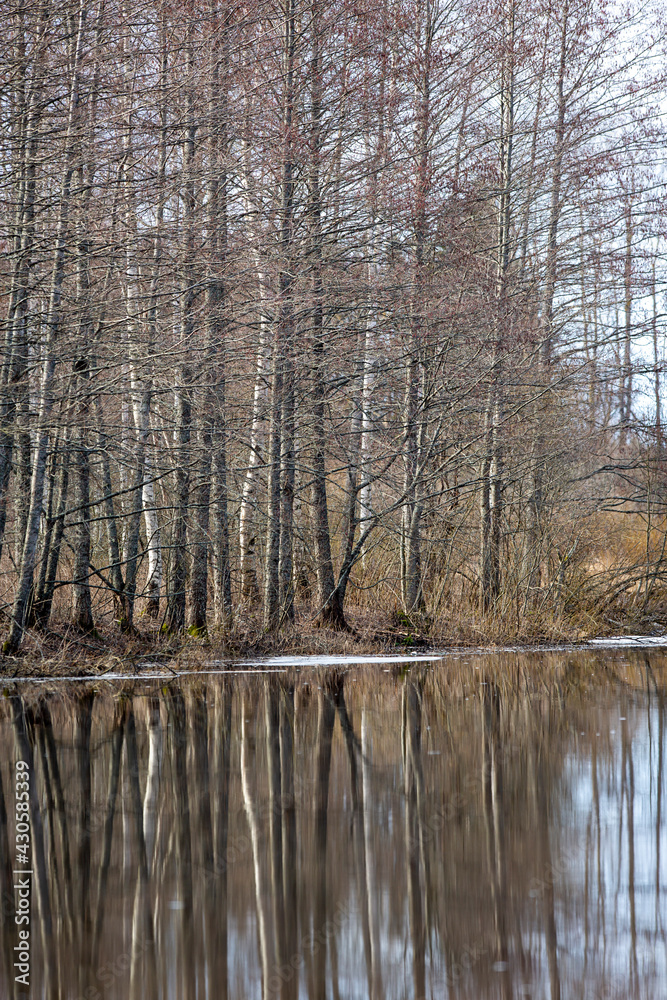 Obraz premium Reflecting waters. Dramatic forest mirroring on a spring day.
