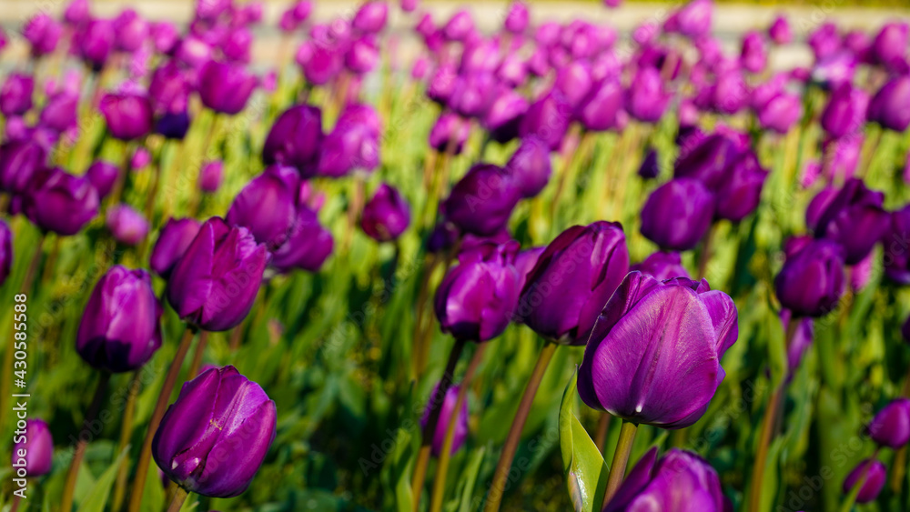 Obraz premium purple tulips in the garden