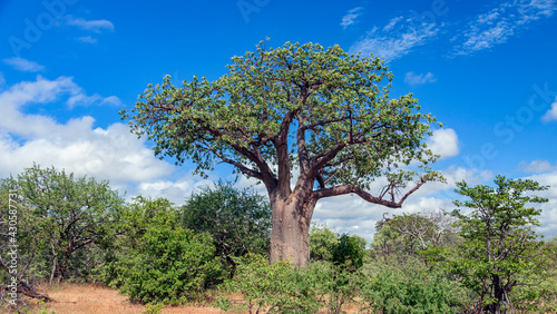 Typical baobab against the blue sky in the African bush.