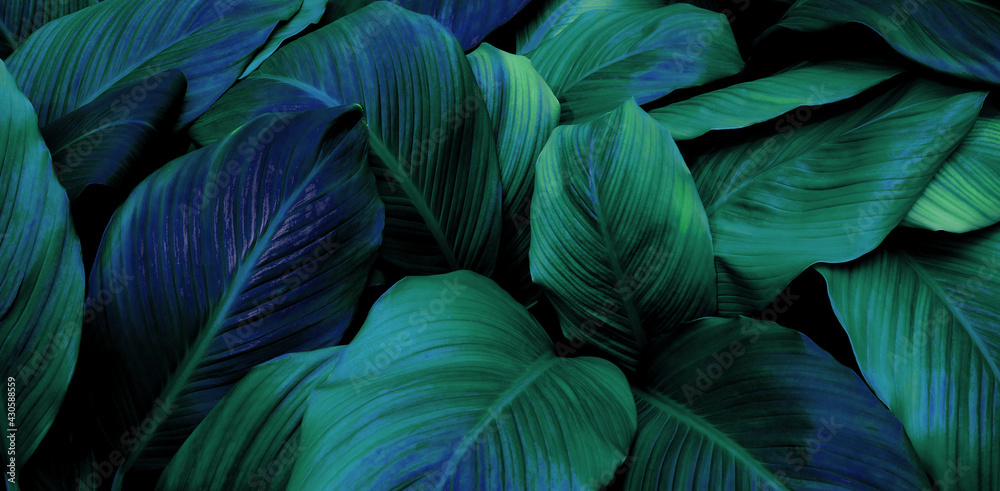 Fototapeta Koncepcja liści Spathiphyllum cannifolium, ciemnozielona abstrakcyjna tekstura, naturalne tło, tropikalne liście w Azji i Tajlandii