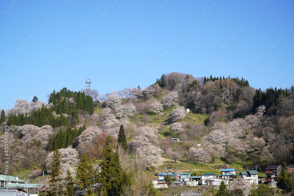 二反田の桜 二反田の桜
