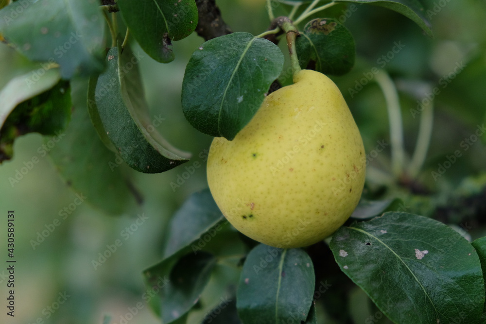 Ripe pear fruit on a tree branch, close-up. Ripe pear fruit on a tree branch, close-up.