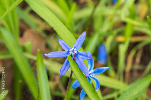 Blüten eines Blausternes photo