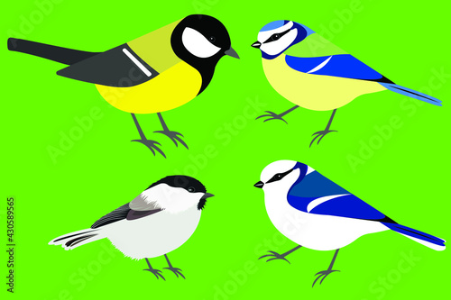 Set of birds: great tit, azure tit, blue tit, brown-headed tit vector isolated. Stock illustration Cyanistes cyanus