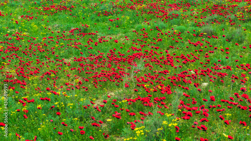 Red wild poppy flowers in field