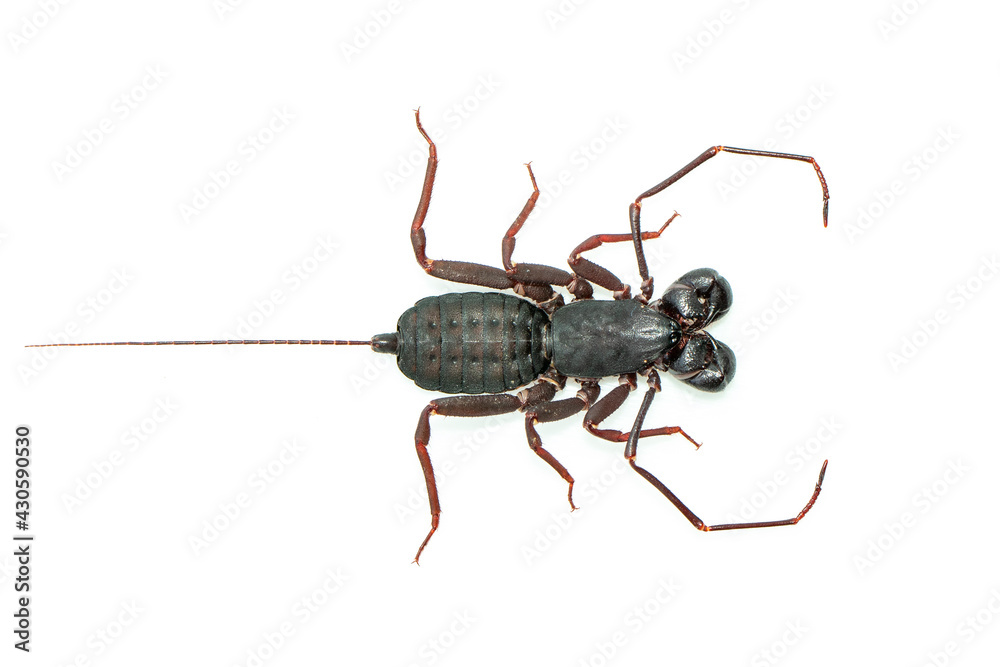 Image of whip scorpion isolated on white background. Animal. Insect. Image of whip scorpion isolated on white background. Animal. Insect.