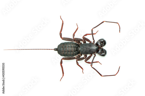 Image of whip scorpion isolated on white background. Animal. Insect.