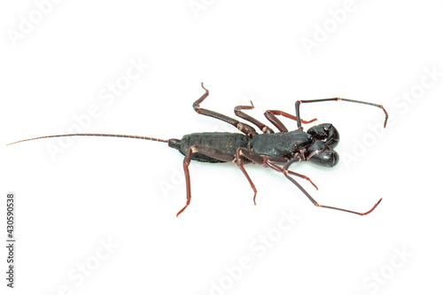 Image of whip scorpion isolated on white background. Animal. Insect. © yod67
