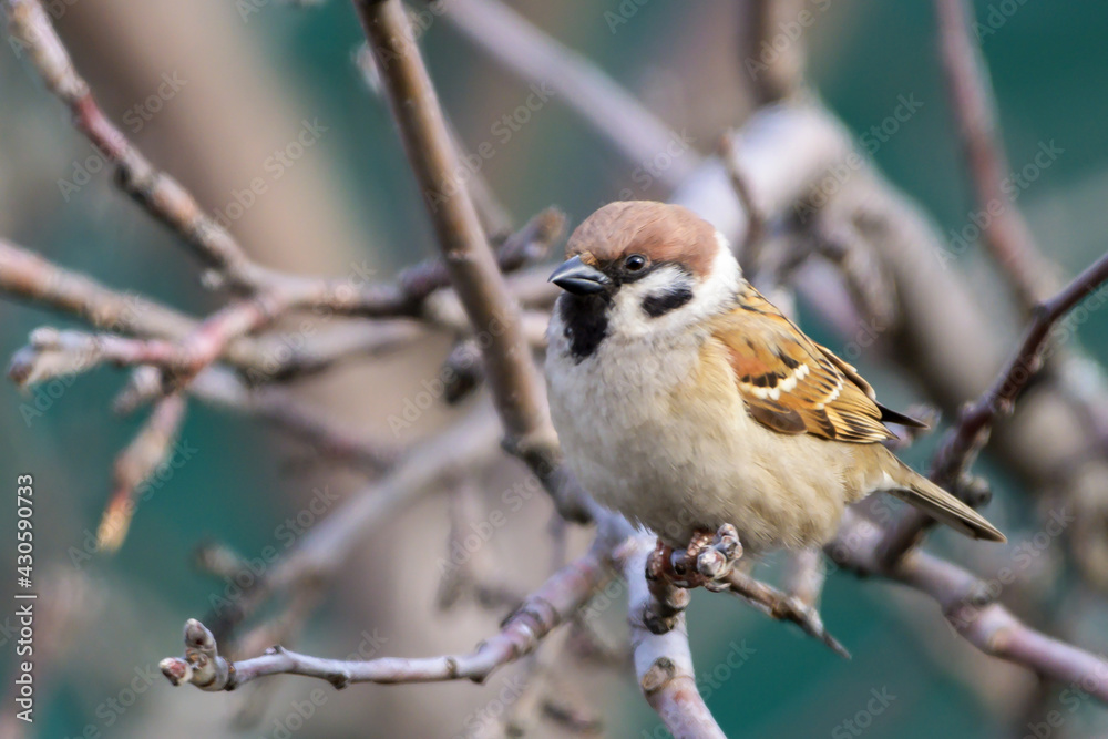 A sparrow sits on an apple tree branch in the early spring morning