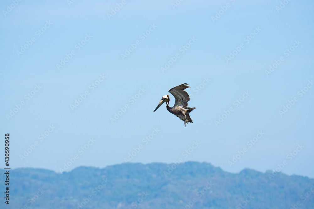 Fototapeta premium Brown pelican hovering in the sky