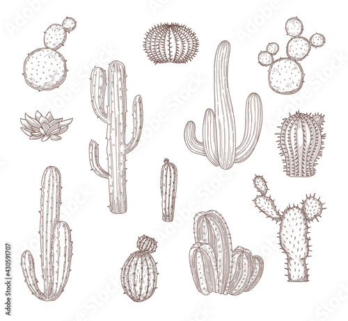 Set of different hand drawn cacti. Graphic monochrome flat vector illustration. Collection of western desert cactus sketches isolated in white background. Desert, Mexica, nature, plant concept