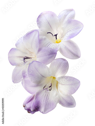 Purple freesia flowers and buds isolated