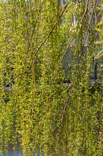 Green spring art plant background