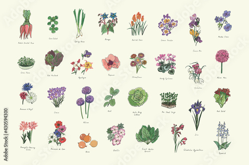 Flowers, herbs, vegetables gardening illustrations vector set