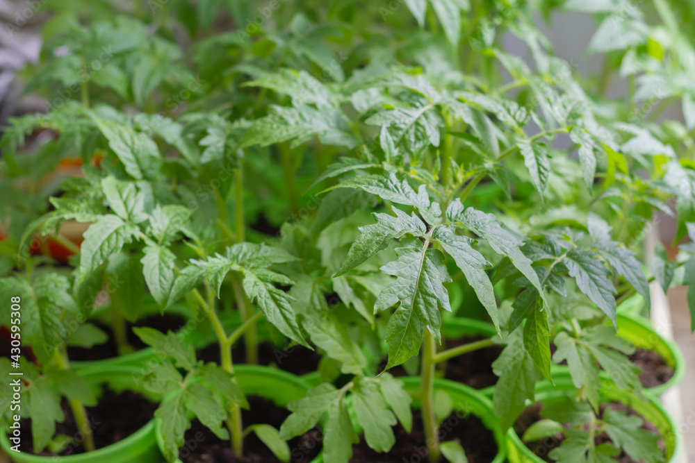 Growing tomato seedlings in pots in the spring at home on the windowsill for transplanting to the greenhouse in the summer