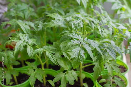 Obraz na płótnie Growing tomato seedlings in pots in the spring at home on the windowsill for transplanting to the greenhouse in the summer w salonie