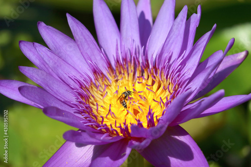 Closeup a Gorgeous Purple Blue Water Lily in the Sunlight with a Little Bee Collecting Nectar