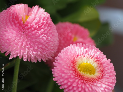 Bellis perennis, Maßliebchen, Gänseblümchen