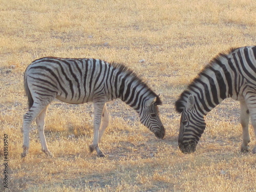 Zebras