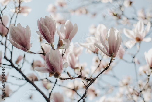 magnolia © Magdalena