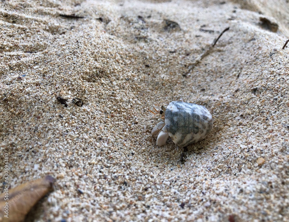 Hermit crab and seashell on the beach in Phuket island, Thailand.