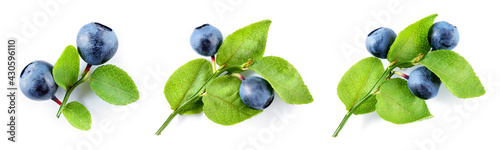 Bilberry isolated. Bilberry on white. Bilberries with leaf on branch. Top view set on white background