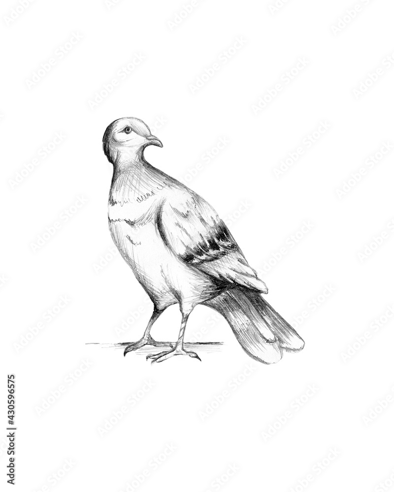 Fototapeta premium Dove illustration isolated on white background